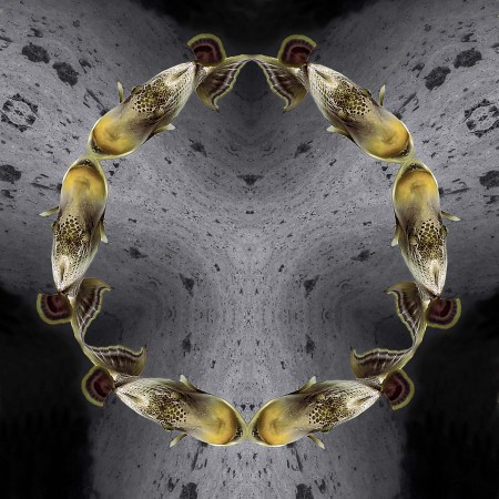 Yellowmargin Triggerfish through the Kaleidoscope