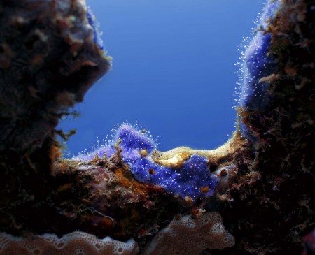 Sea Squirt