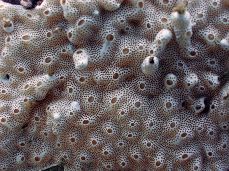 Sea Squirt