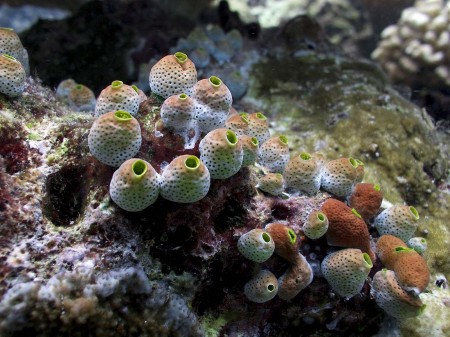 Sea Squirt
