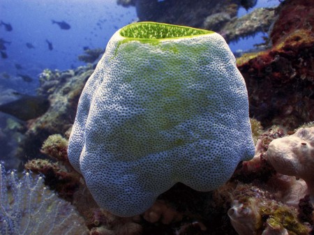 Sea Squirt (Didemnum molle)