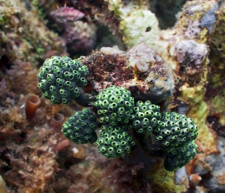 Sea Squirt