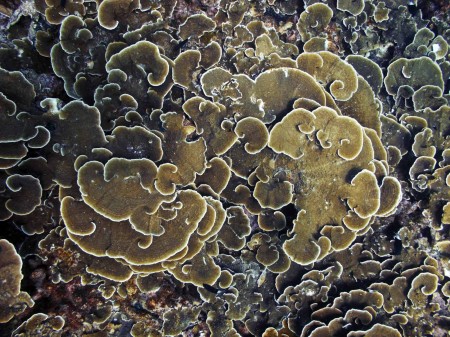 Spirals in coral growth