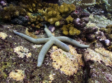 Gimpy starfish