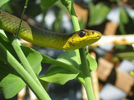 Snake in the Garden - Alison Raynor