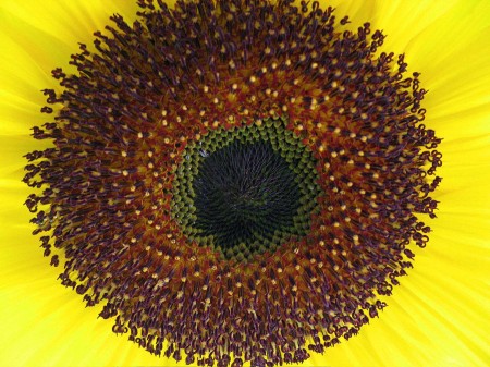 Sunflower - Alison Raynor