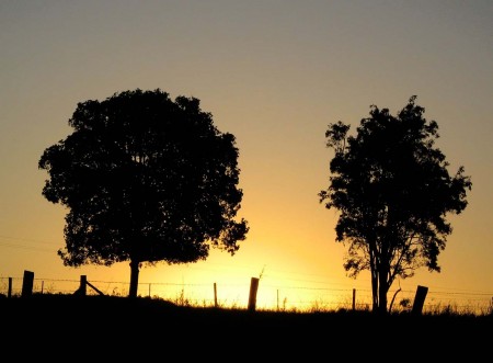 Yellow Sun - Alison Raynor