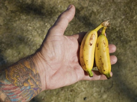 Tastiest bananas on the planet