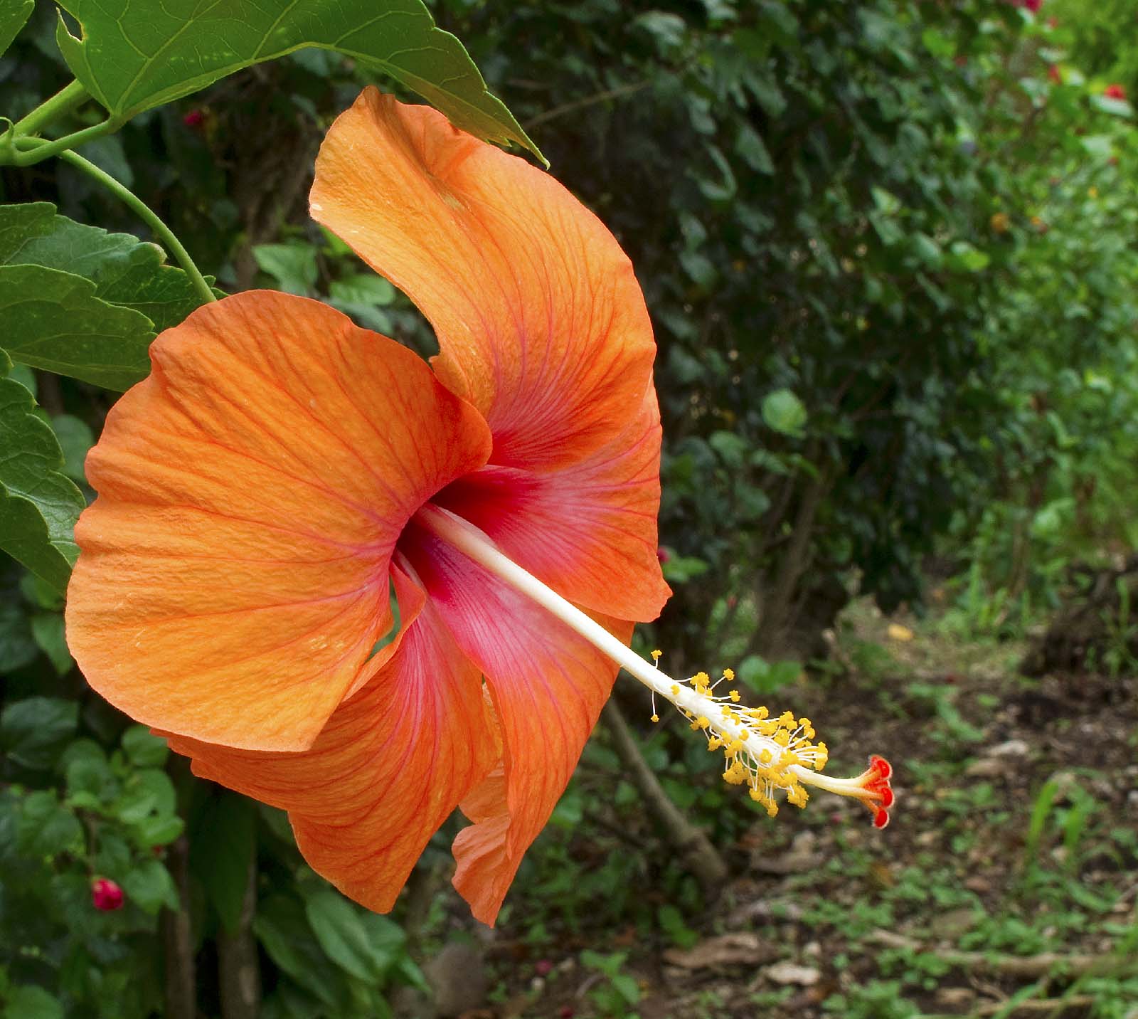 Madang – Ples Bilong Mi » Blog Archive » Kristy and the Hibiscus
