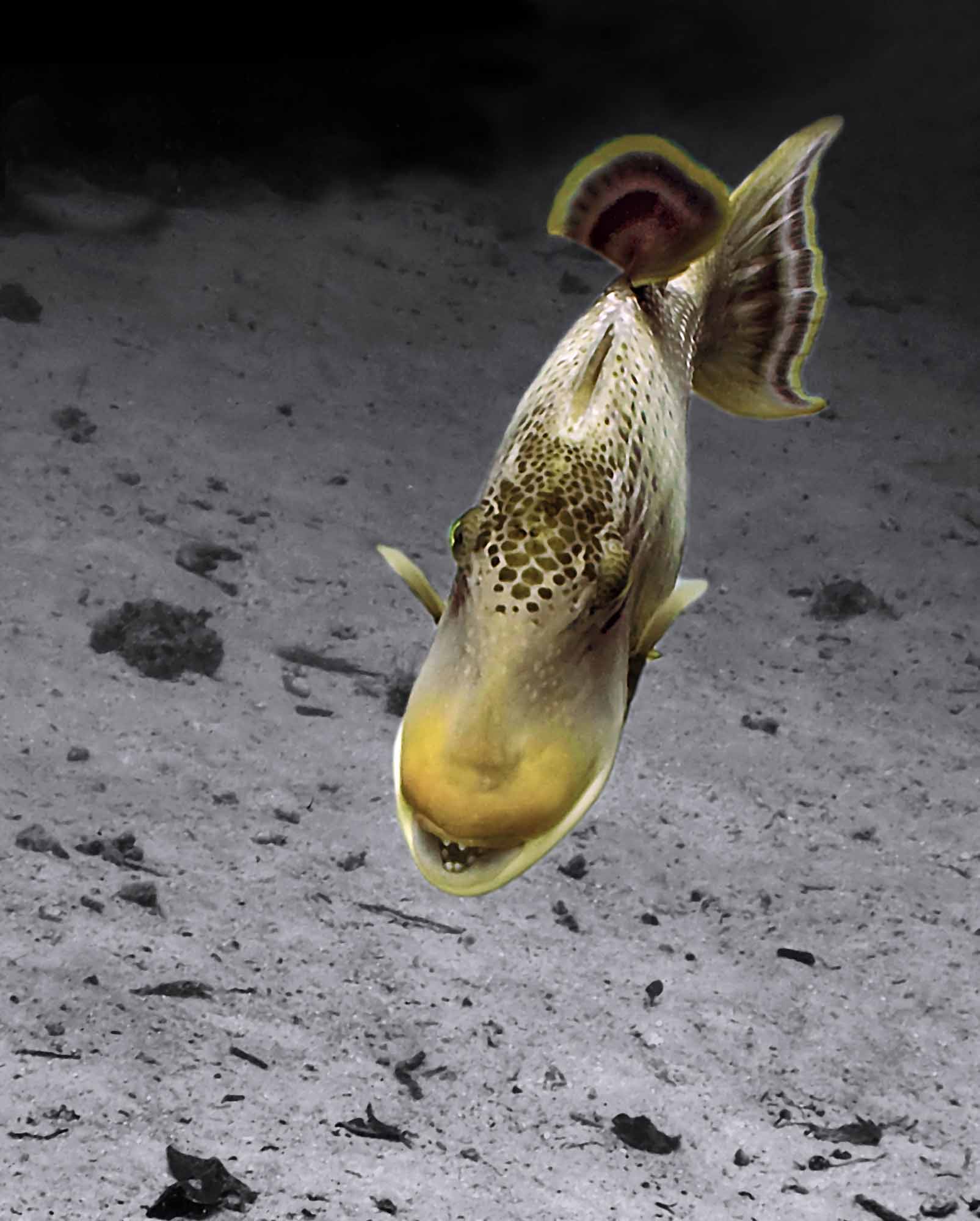 Yellowmargin Triggerfish Madang Ples Bilong Mi
