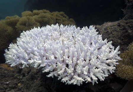 Weird Pale Coral