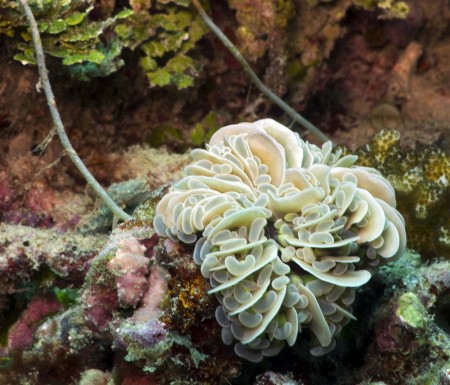 Coral