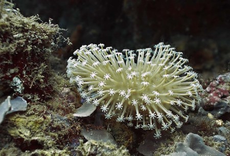 Coral