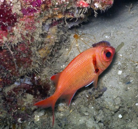 Epaulette Soldierfish (Myripristis kuntee)