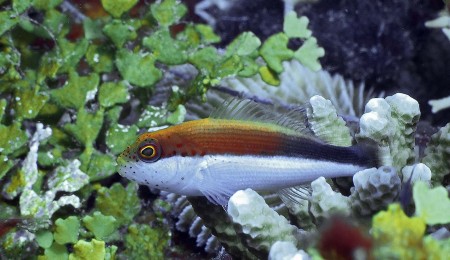 Freckled Hawkfish (Paracirrhites fosteri)