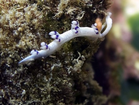 Nudibranch