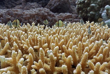 Reticulated Dascyllus (Dascyllys reticulatus)