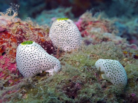 Sea Squirt (Didemnum molle)