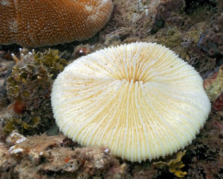 Pale Yellow Solitary Coral (Fungia fungites)