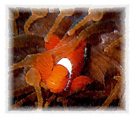Art Show Spinecheek Anemonefish
