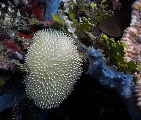 Coral