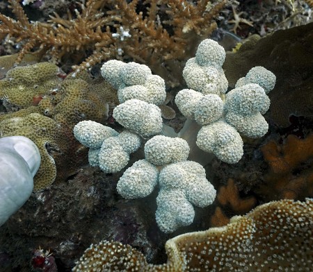 Coral