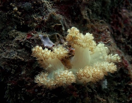 Coral
