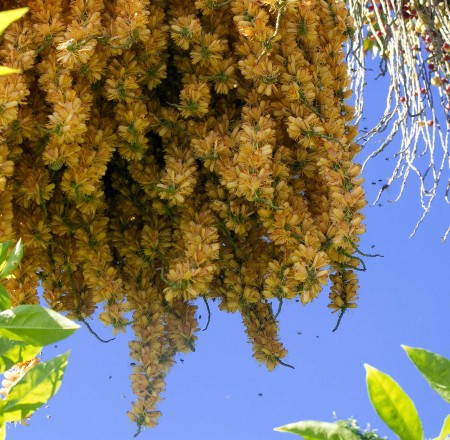 Fishtail Palm Inflorescence with Bees
