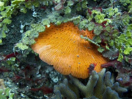Fungia Coral