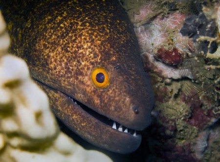Moray