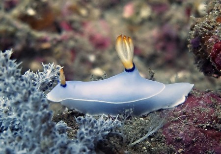 Nudibranch
