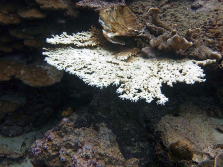 Bleached Coral
