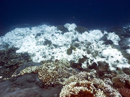Bleached Coral
