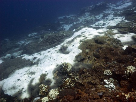 Bleached Coral