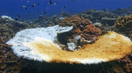 Bleached Coral
