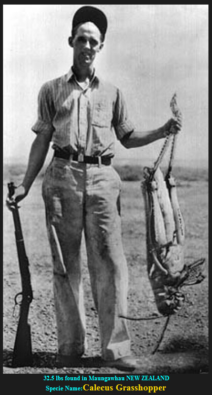 Largest Grasshopper