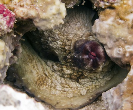 Octopus