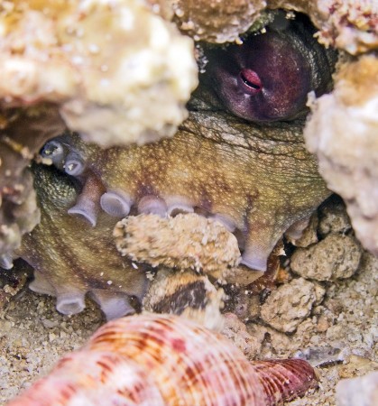 Octopus