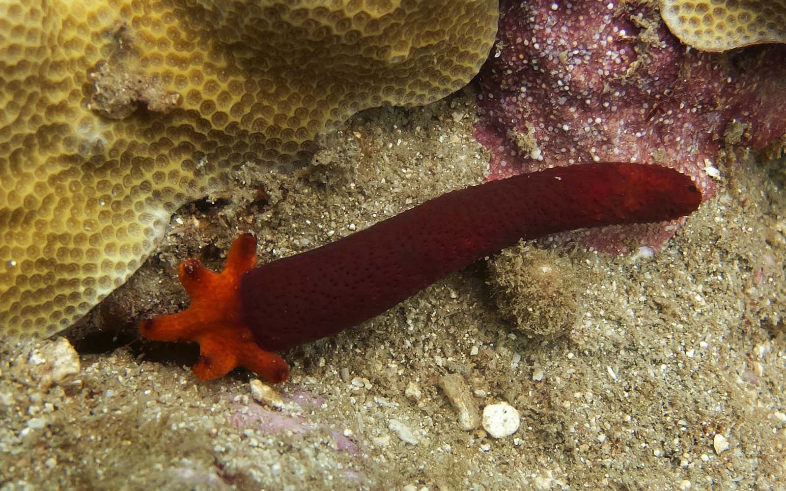 Starfish Bugs