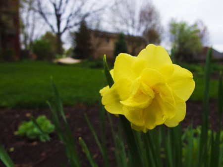 Lonely Daffodil