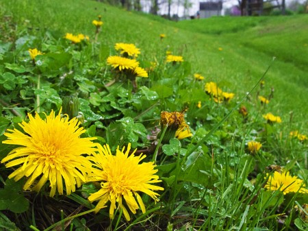 Dendelions - Weeds like me