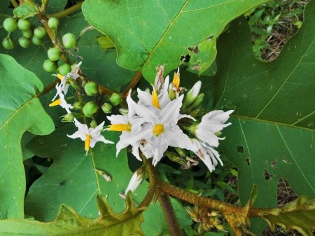 Australian Wildflower