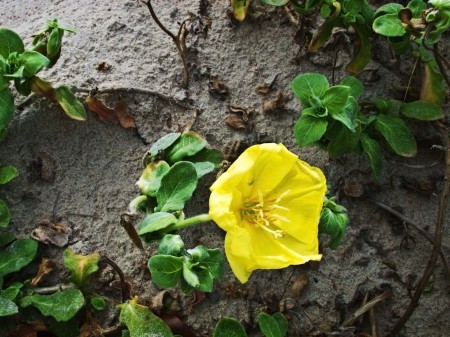 Australian Wildflower