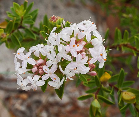 Australian Wildflower