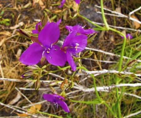 Australian Wildflower