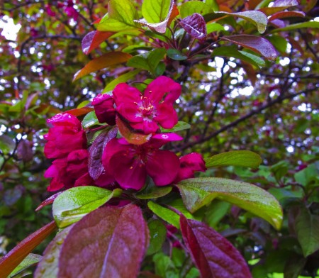 Flowering Plum