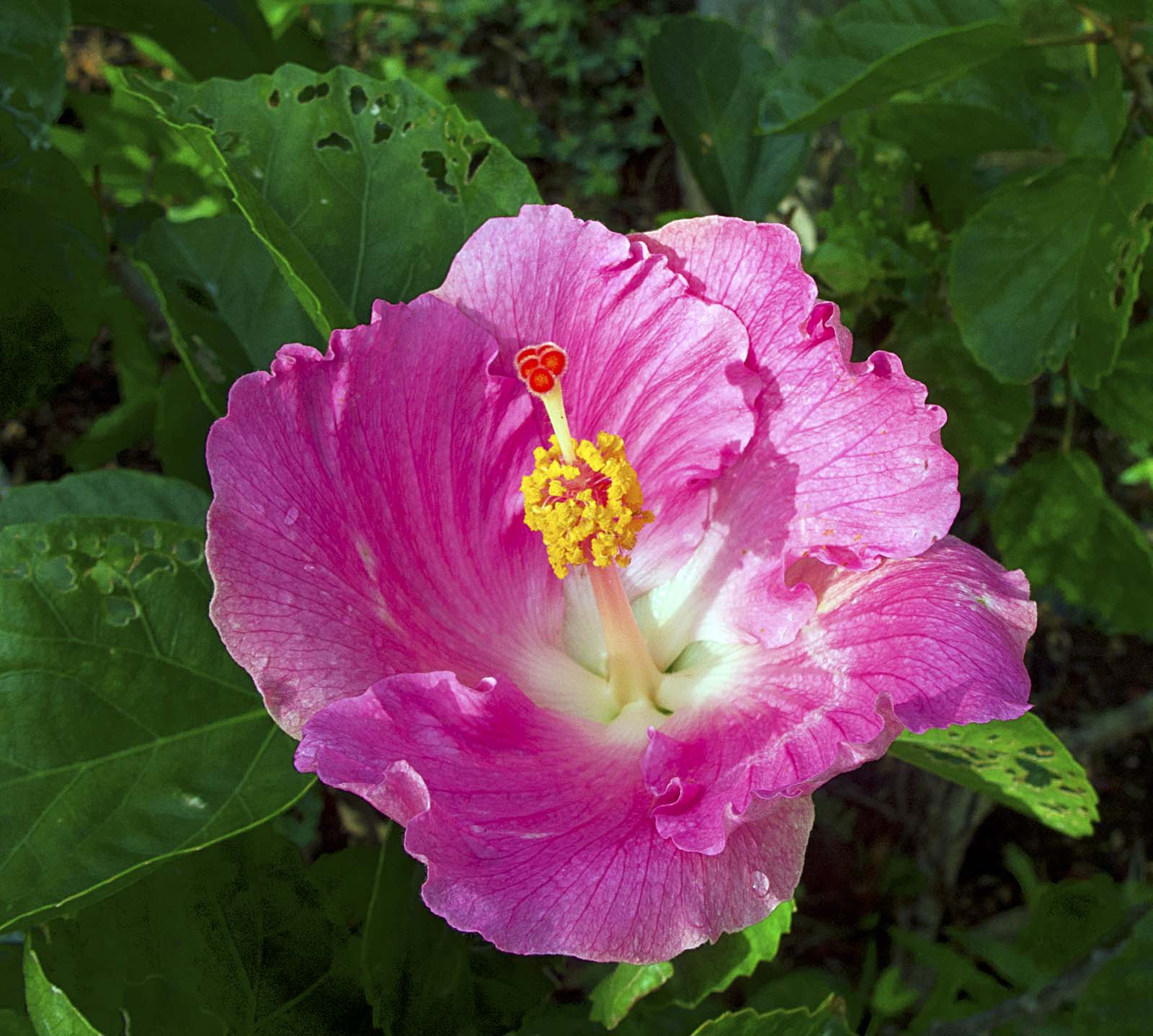 hibiscus | Madang - Ples Bilong Mi