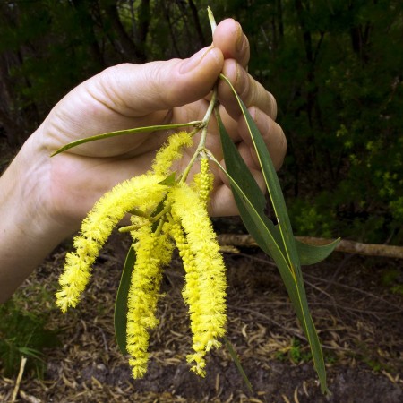 Australian flowering tree