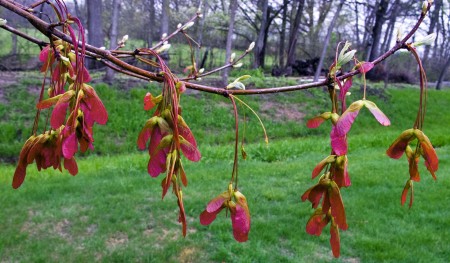 Flaming Maple seeds