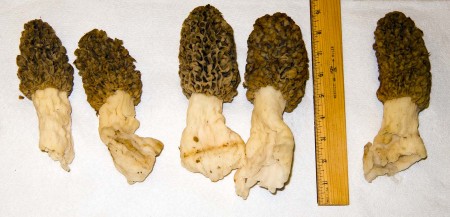 Morel mushrooms